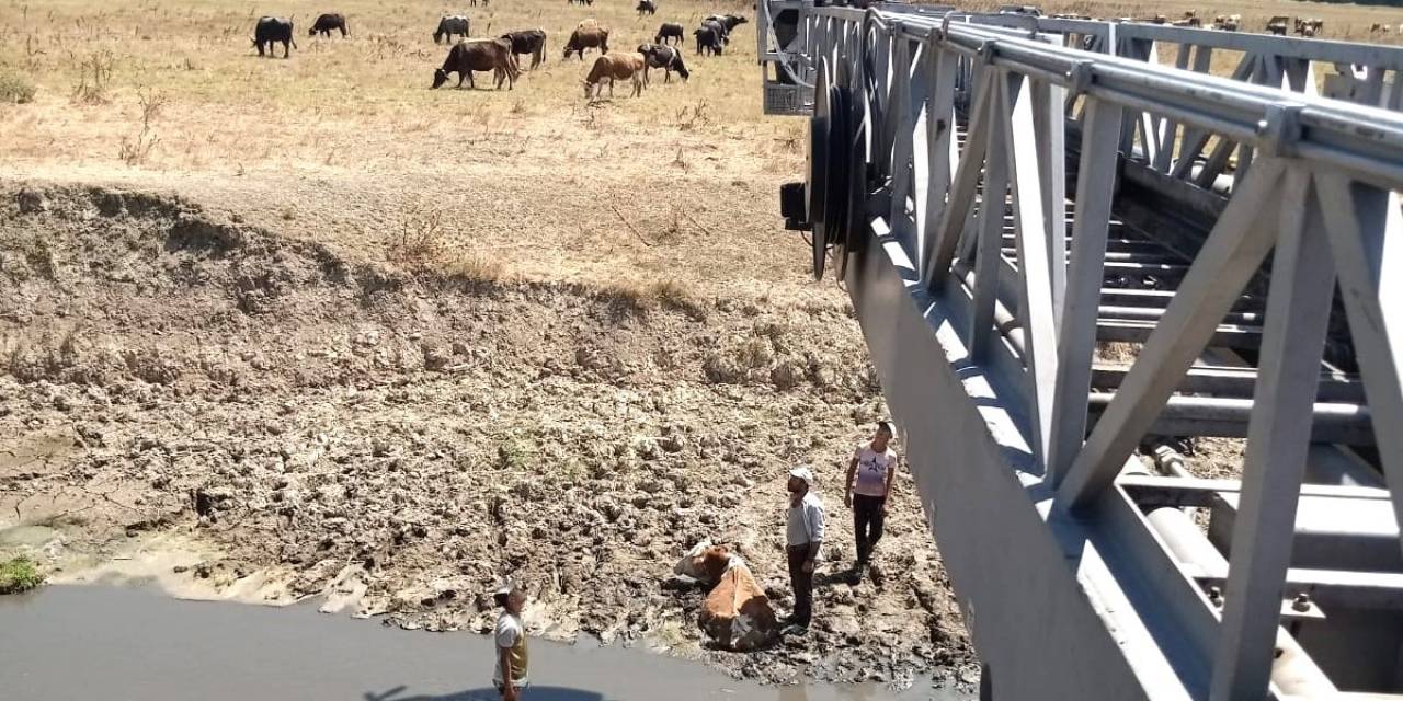 Kütahya’da Bataklığa Saplanan İneği İtfaiye Kurtardı