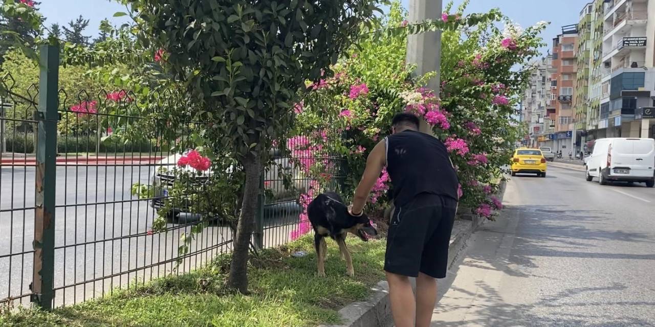 Kara Yoluna Çıkan Köpek Trafiği Birbirine Kattı, Sürücüleri Peşinden Koşturdu