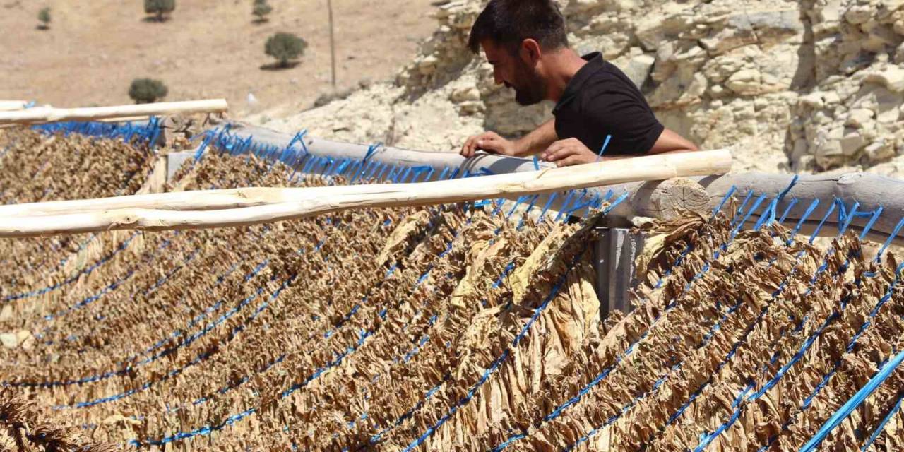 Mardin’de Kavurucu Sıcakta Zorlu Tütün Mesaisi