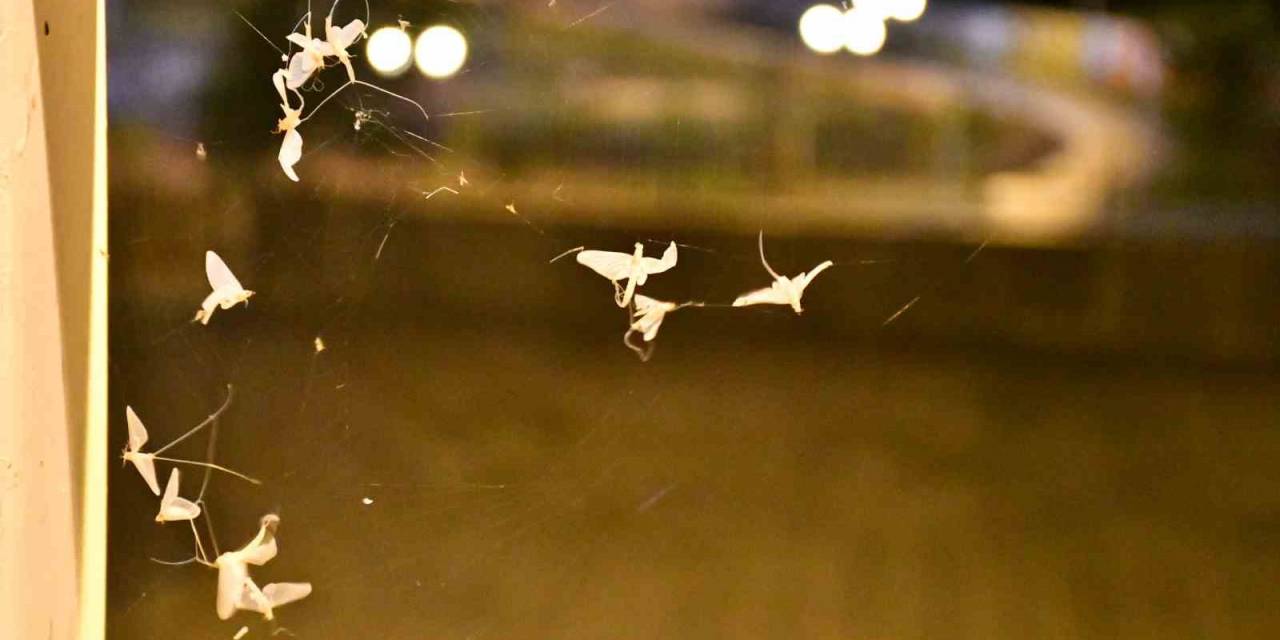 Ardahan’da ’bir Günlükler’in ’ölüm Uçuşu’ Sürüyor