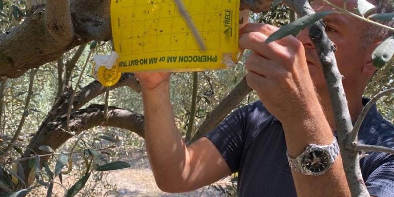 Zeytin Bahçelerinde Haftalık Kontroller Devam Ediyor