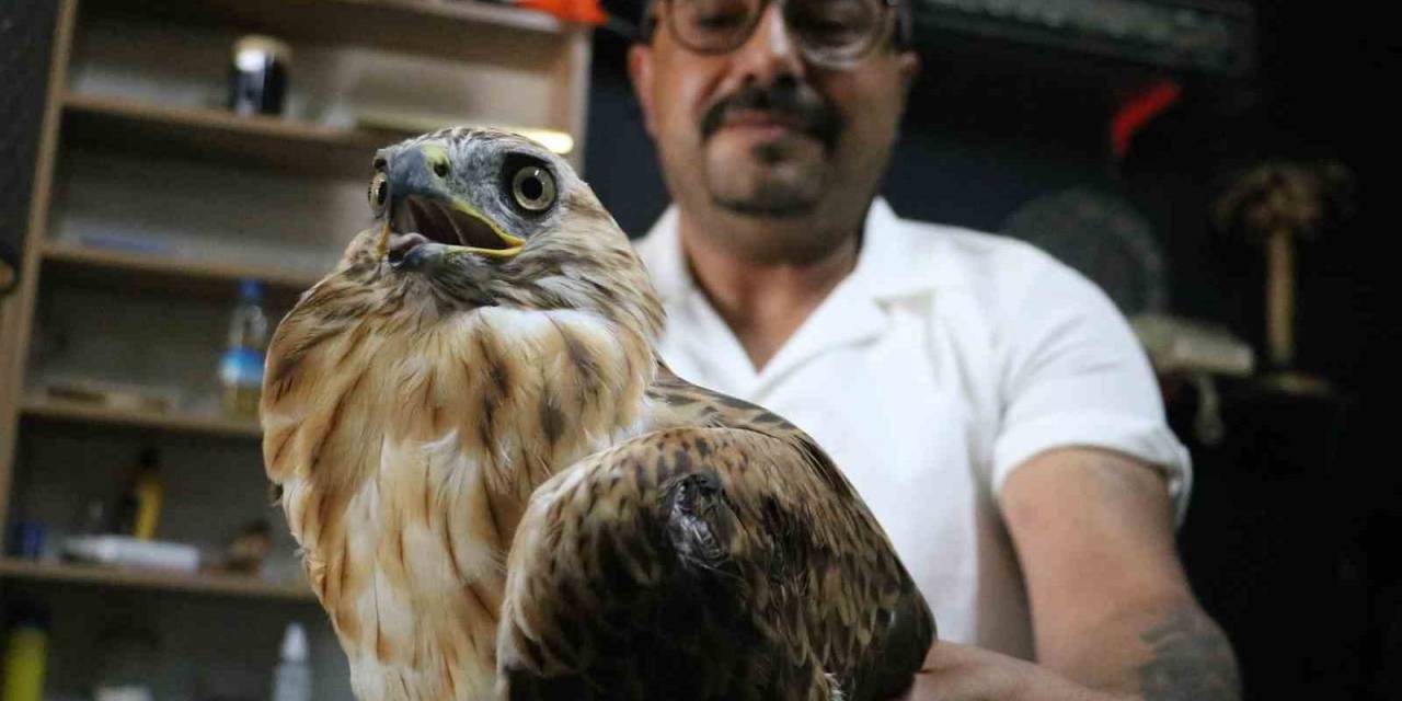 Yaralı Halde Bulunan ’gökyüzünün Aslanı’ Tedavi Altında Alındı