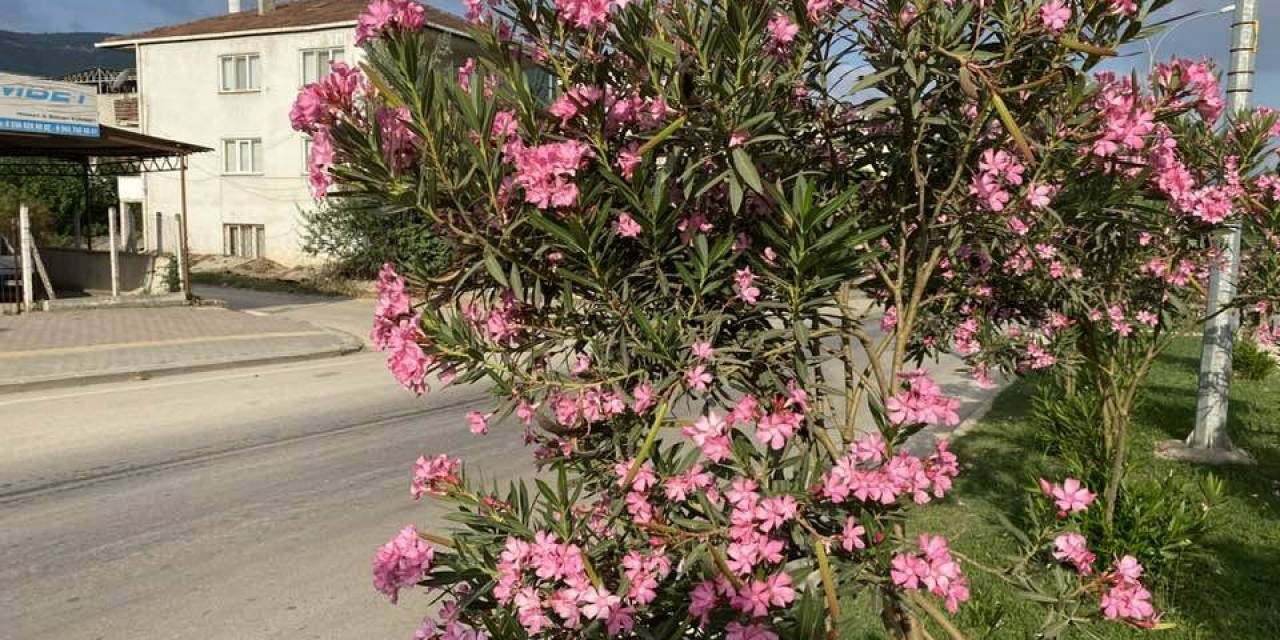 Orta Refüj Adeta Canlandı Rengarenk Oldu