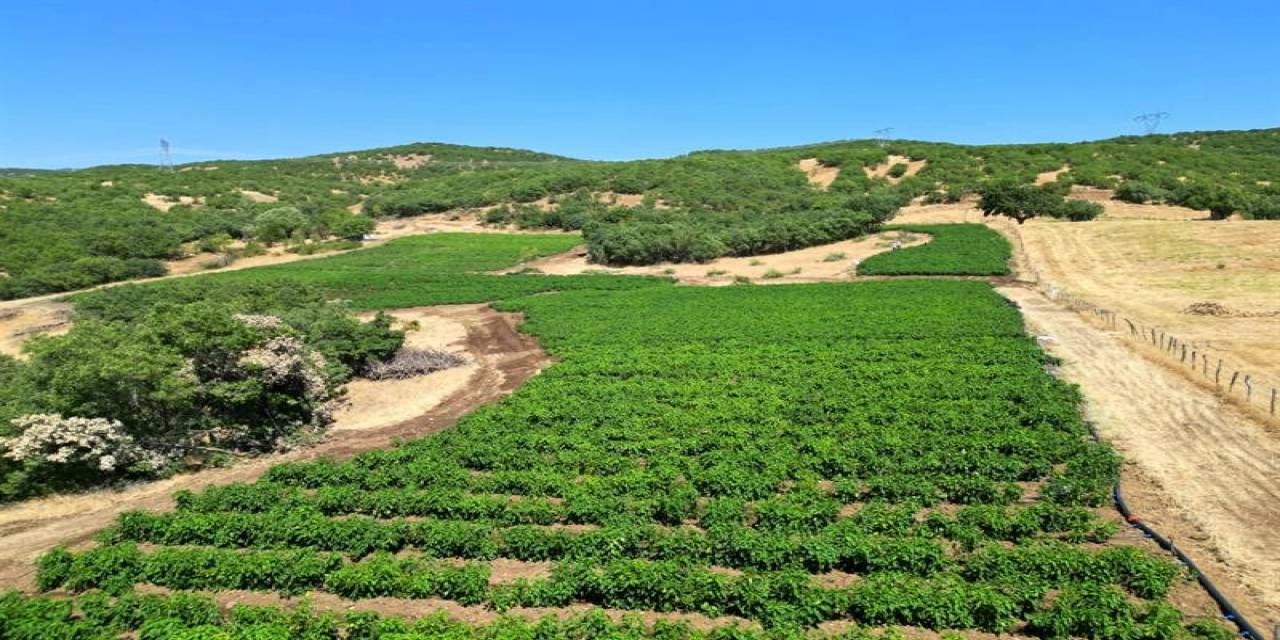 Bingöl’de 600 Dekar Atıl Tarım Arazisi Üretime Kazandırıldı