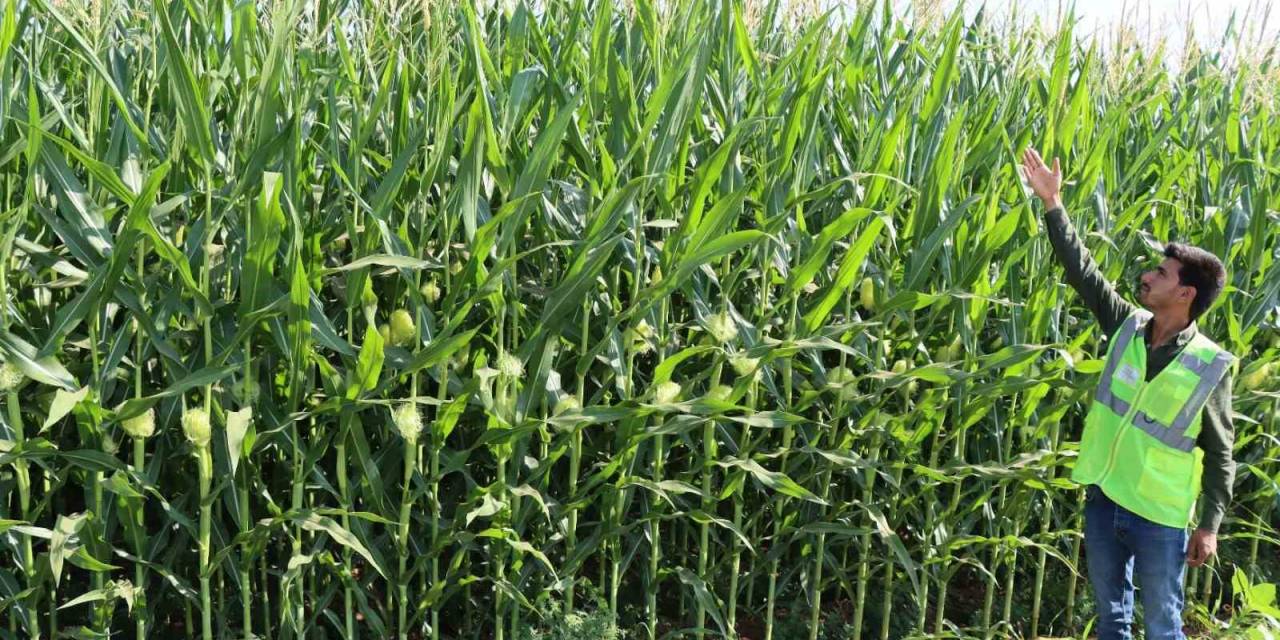 Büyükşehir, Mısır’da İstenilen Kaliteye Ulaştı