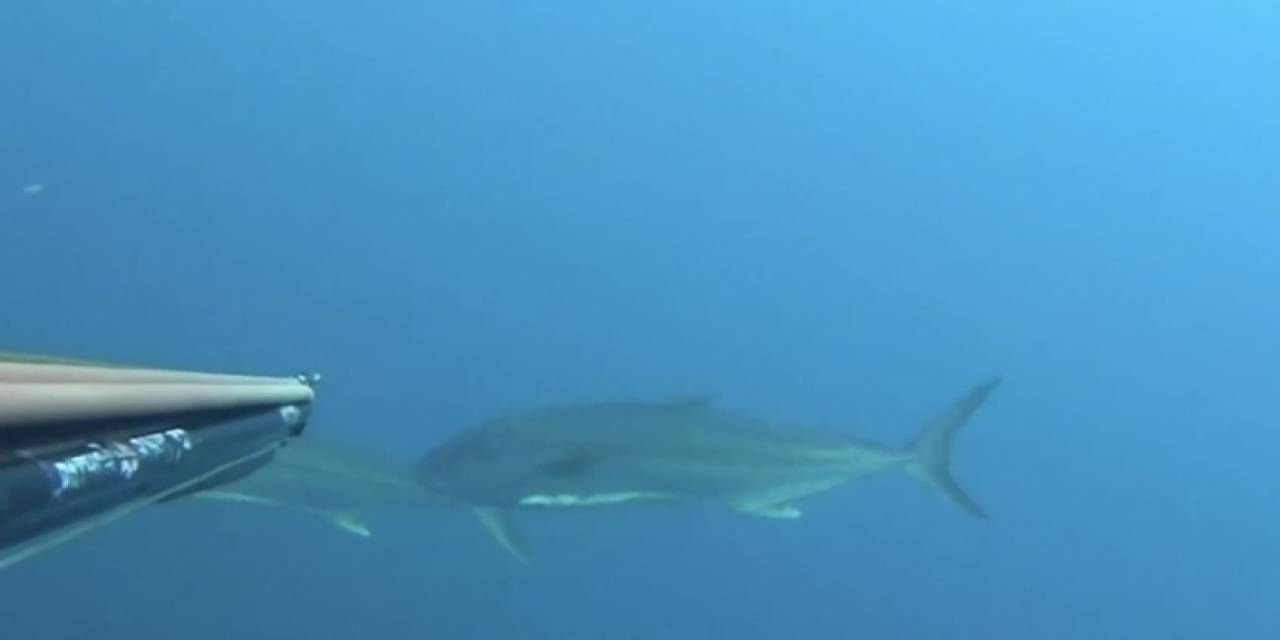 Saros Körfezi’nde Zıpkınla 22 Kiloluk Akya Avladı