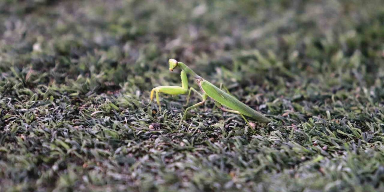 Samsunspor - Fenerbahçe Maçında Statta Farenin Yanı Sıra ’peygamber Devesi’ De Görüldü