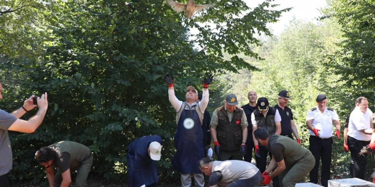 Popülasyonu Azalıyordu, 500 Sülün Doğa İle Buluştu