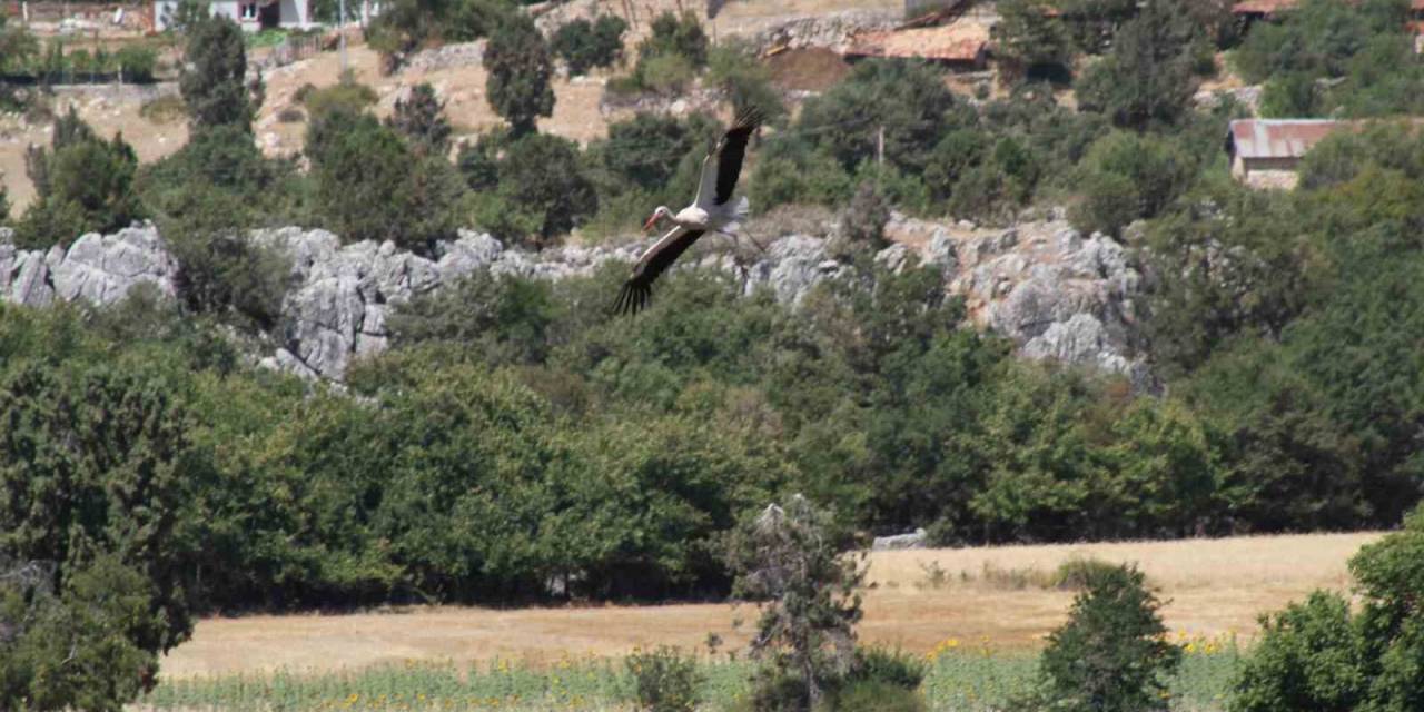 Konya’da Leyleklerin Mekanları Sessizliğe Büründü