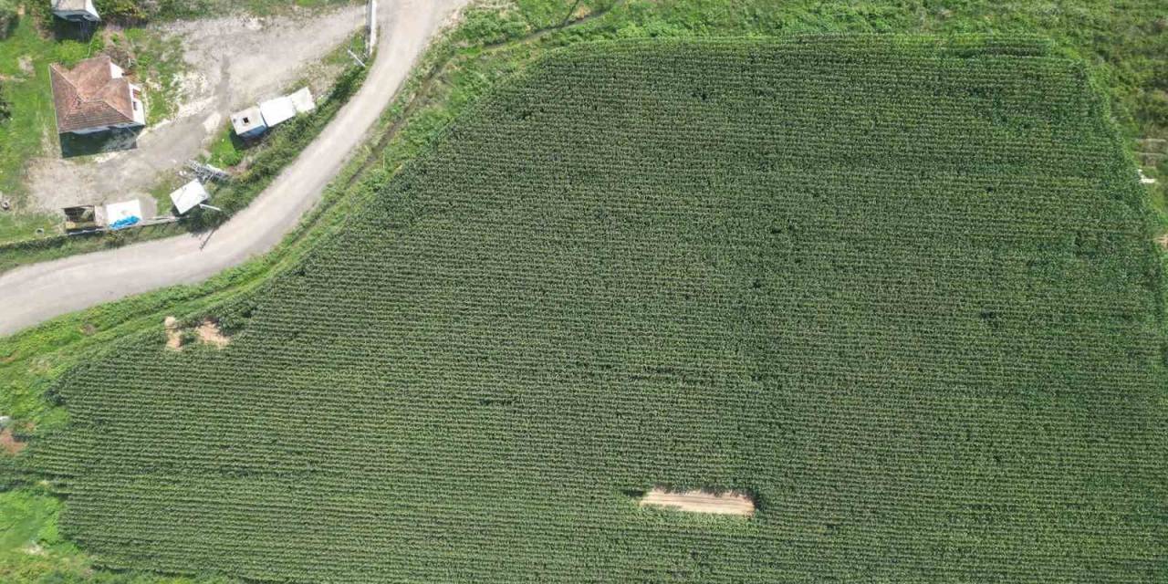 Belediye’nin Tarlaların Hasat Zamanı Yaklaştı