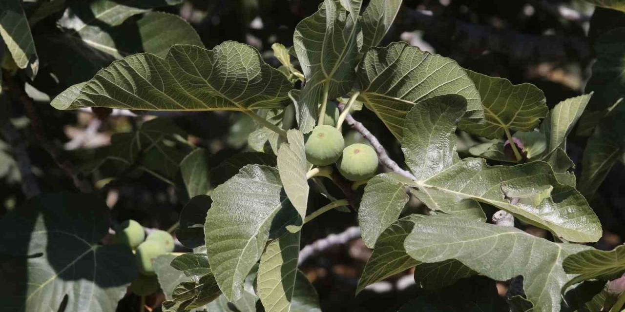 Buckingham Sarayı’nın Sofralarını Süsleyen Siyah İncirde Hasat Zamanı