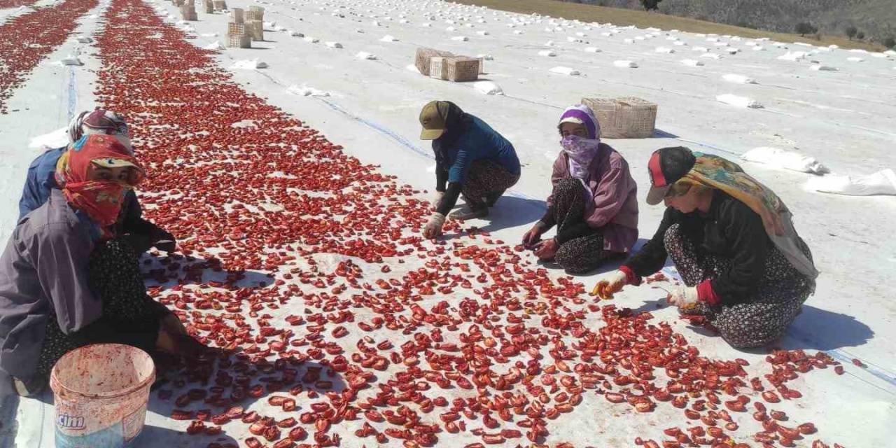 Batman’da İlk Defa Ekilen Kurutmalık Domates Gençlere İş Olanağı Sağlıyor