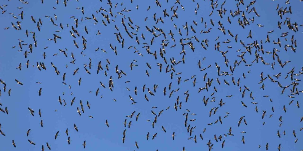 Leyleklerin Göç Yolculuğu... Bursa Semalarında Görüntülendiler