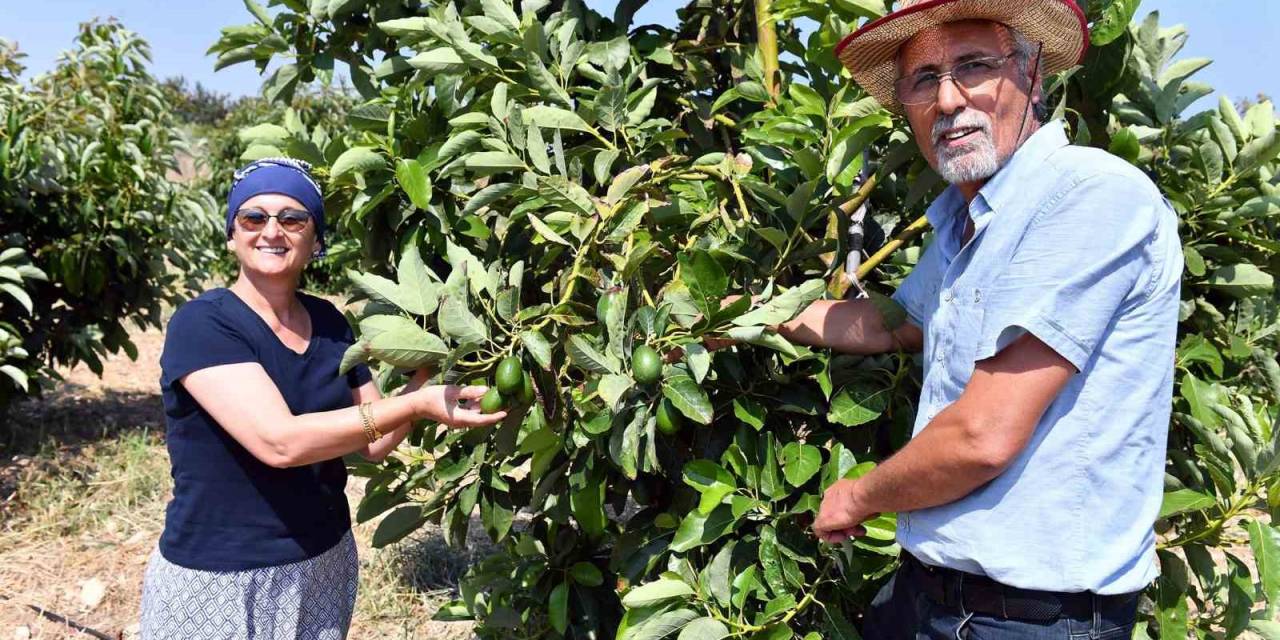 Mersin’de Avokado Fidanı Desteği Üreticilerin Yüzünü Güldürüyor
