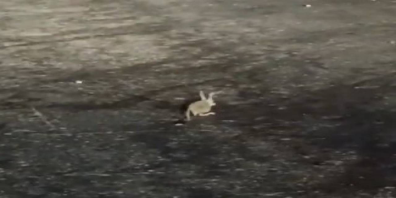 Tunceli’de Kırmızı Listedeki Arap Tavşanı Görüntülendi