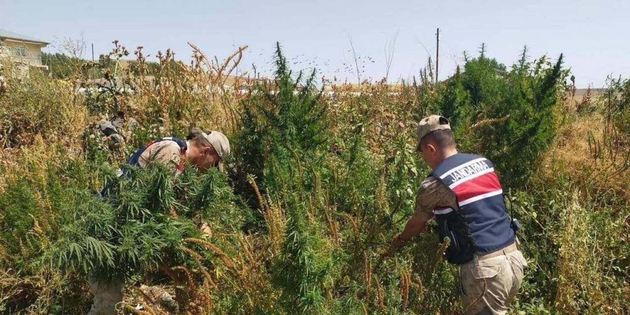 Kars’ta Jandarmadan Zehir Tacirlerine Darbe