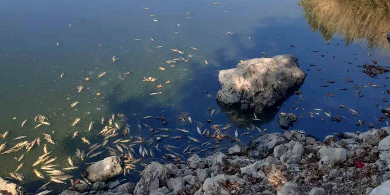 Pazarcık’ta Gölde Toplu Balık Ölümleri