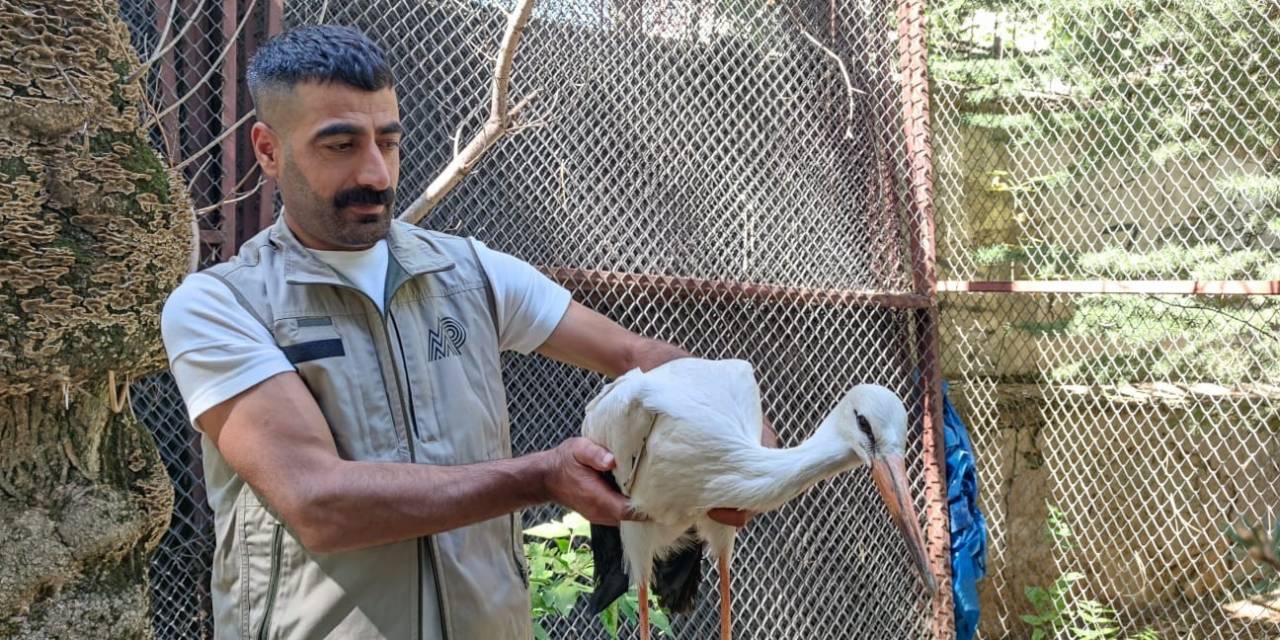 Yorgun Ve Bitkin Halde Bulunan Yavru Leylek Tedavi Altına Alındı