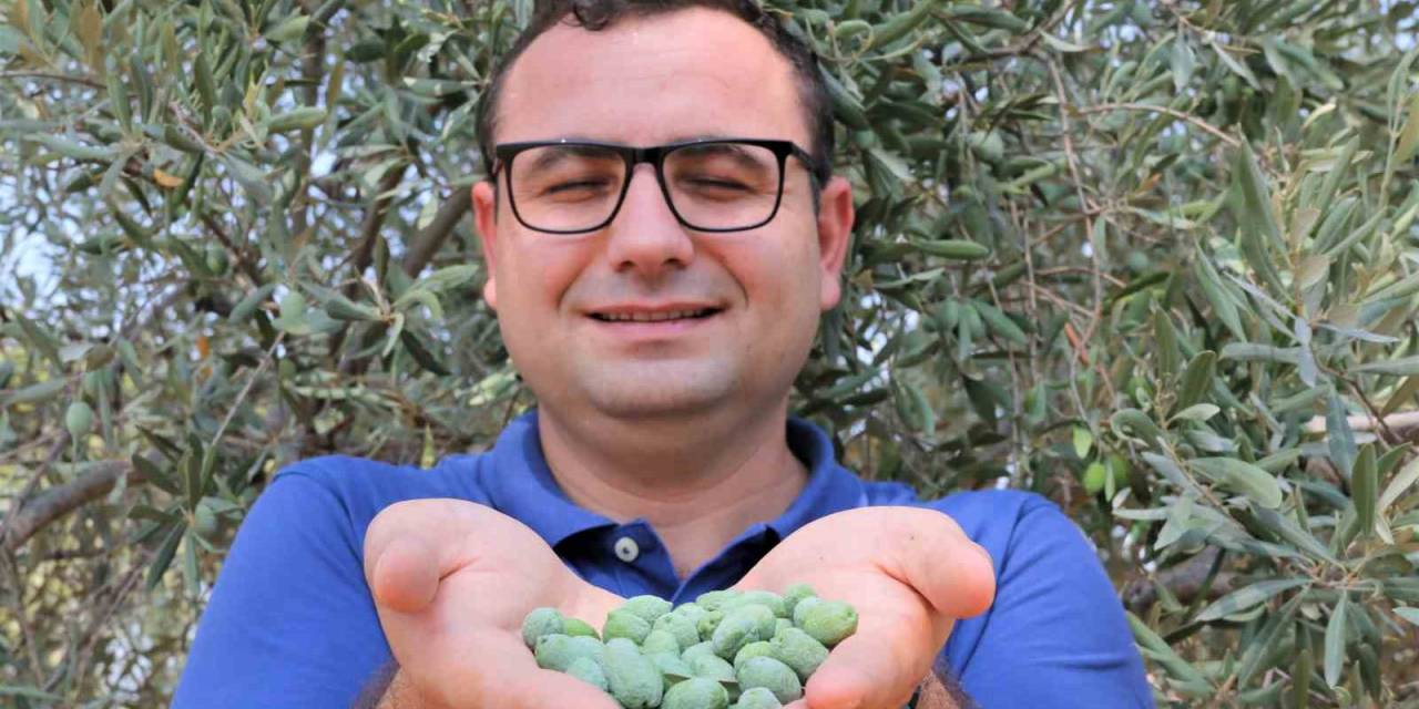 Çöl Sıcakları Zeytin Üretimini Vurdu, Yüzde 50 Kayıp Bekleniyor