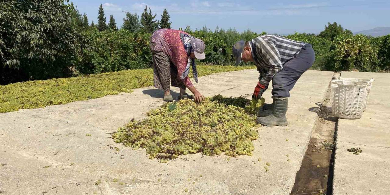 Dünyaca Ünlü Sultaniye Üzümünü Mildiyö Vurdu, Rekolte Düştü