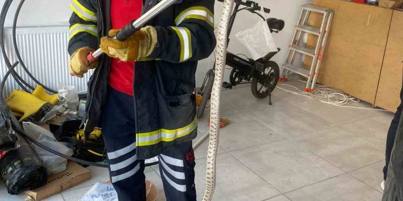 Ofise Giren Zehirli Yılan Korkuttu