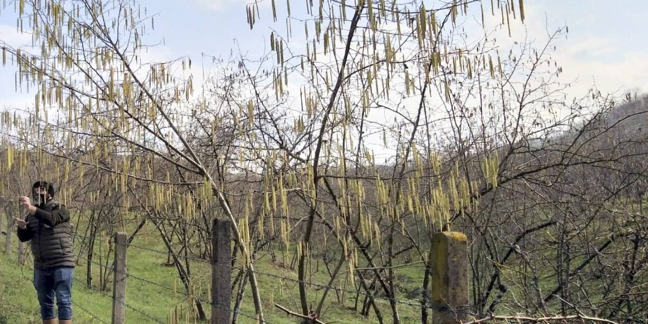 Fındıkta Islah Çalışmaları İle Verim Ve Kalite Artacak
