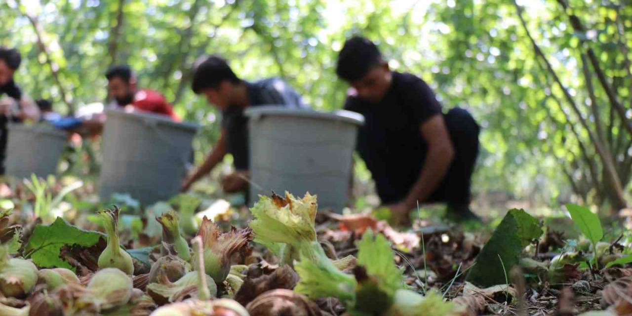 Sakarya’da Fındık Hasadı