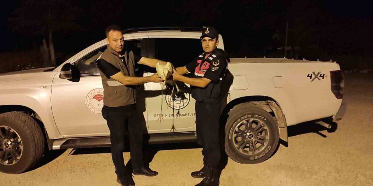 Karaman’da Yaralı Leylek Koruma Altına Alındı