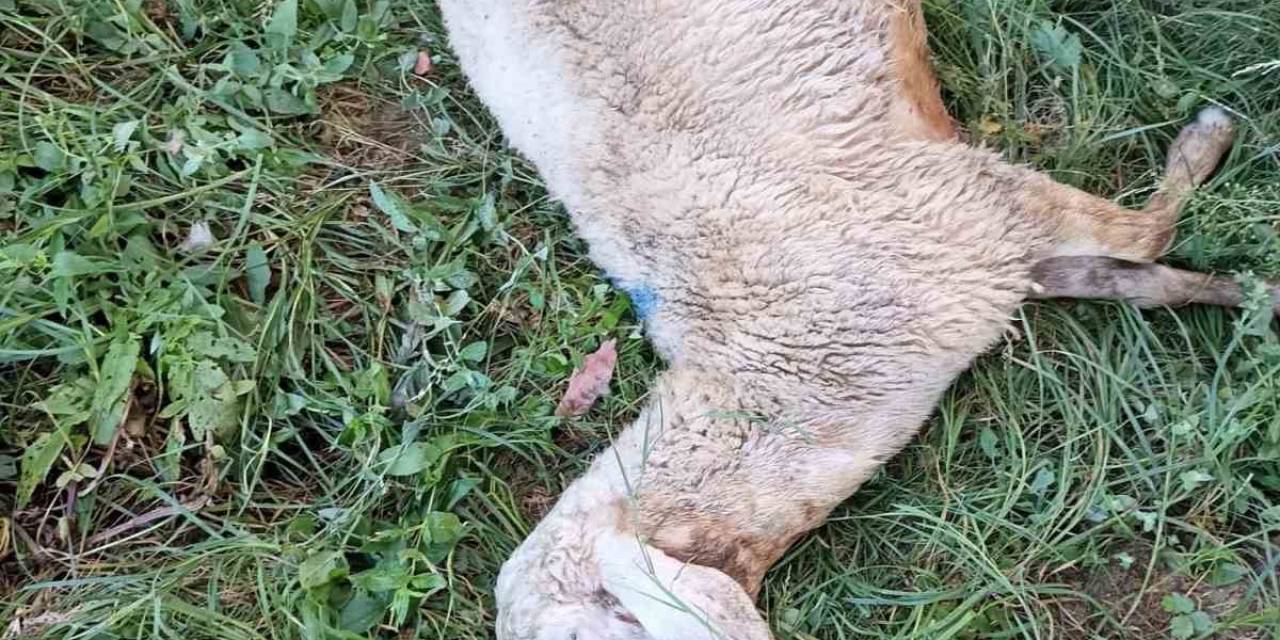 Yozgat’ta Sürüye Saldıran Kurt 30 Koyunu Telef Etti