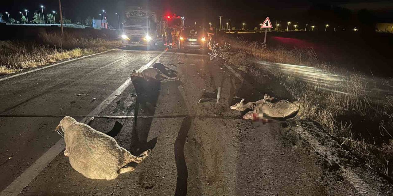 Tekirdağ’da Otomobil Koyun Sürüsüne Çarptı: 10 Koyun Telef Oldu