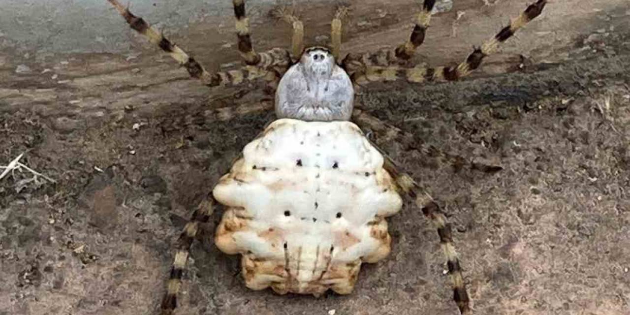 Gümüşhane’de Dünyanın En Zehirli Örümcekleri Arasında Gösterilen Bir Örümcek Türü Görüldü