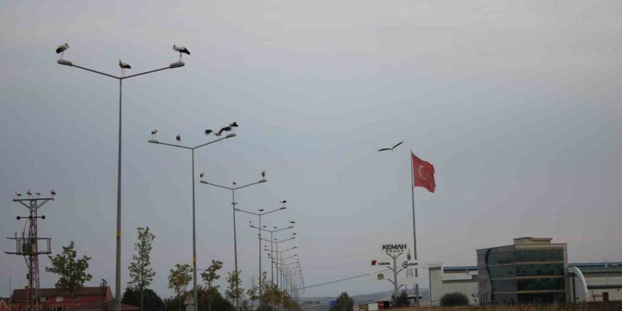 Binlerce Kilometreden Geldiler, Aydınlatma Direklerini Süslediler