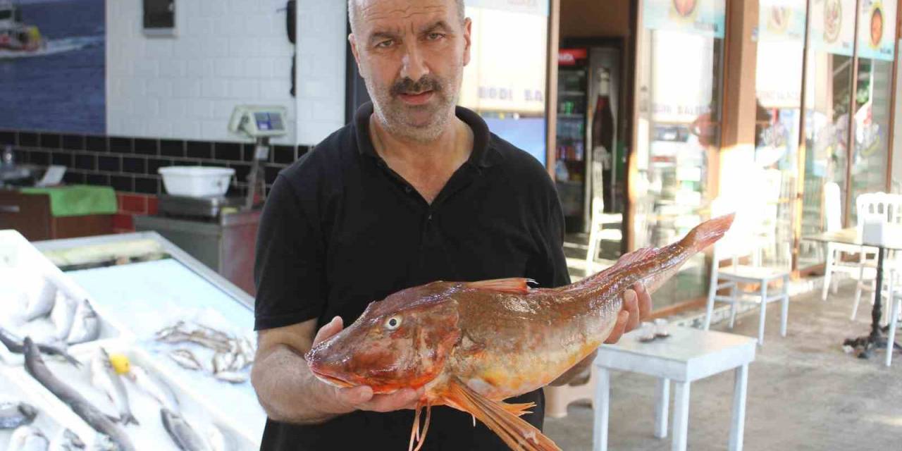 Mezgit Avlarken 5 Kilogramlık Kırlangıç Yakaladılar: Kilosu 500 Tl