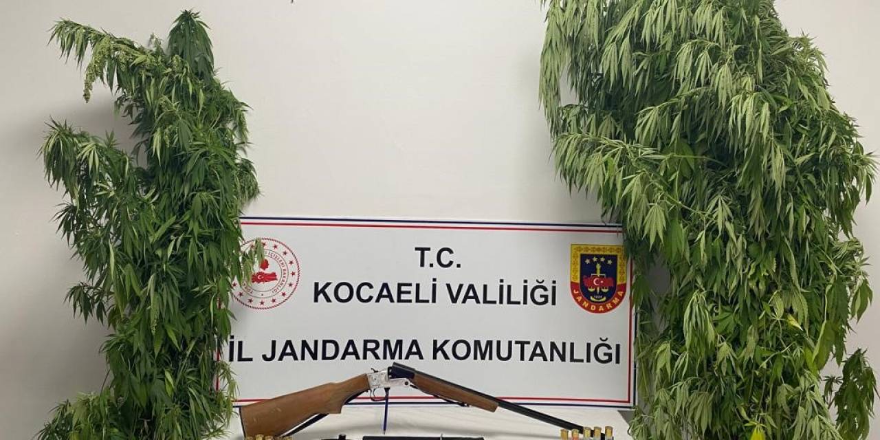 Kocaeli’de 35 Kök Kenevir Ele Geçirildi