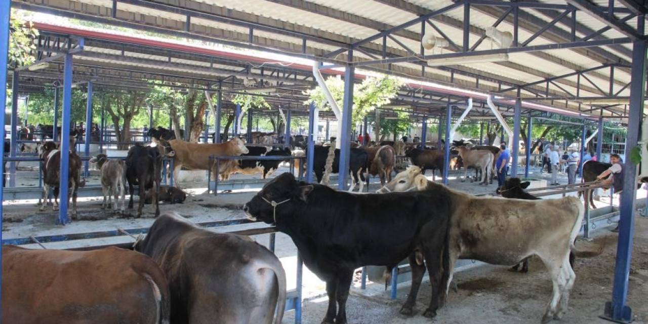 Muğla’da 7 Yılda Hayvan Sayısı Arttı