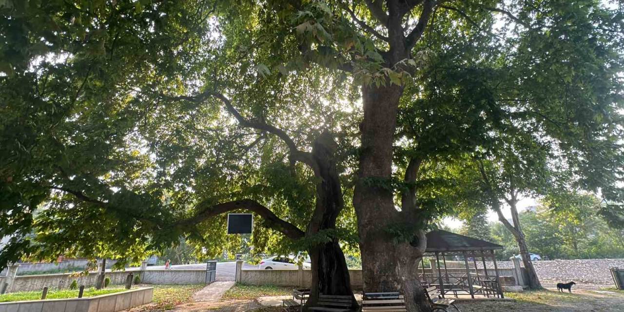 Asırlardır Tarihe Tanıklık Ediyor, Artık Koruma Altında