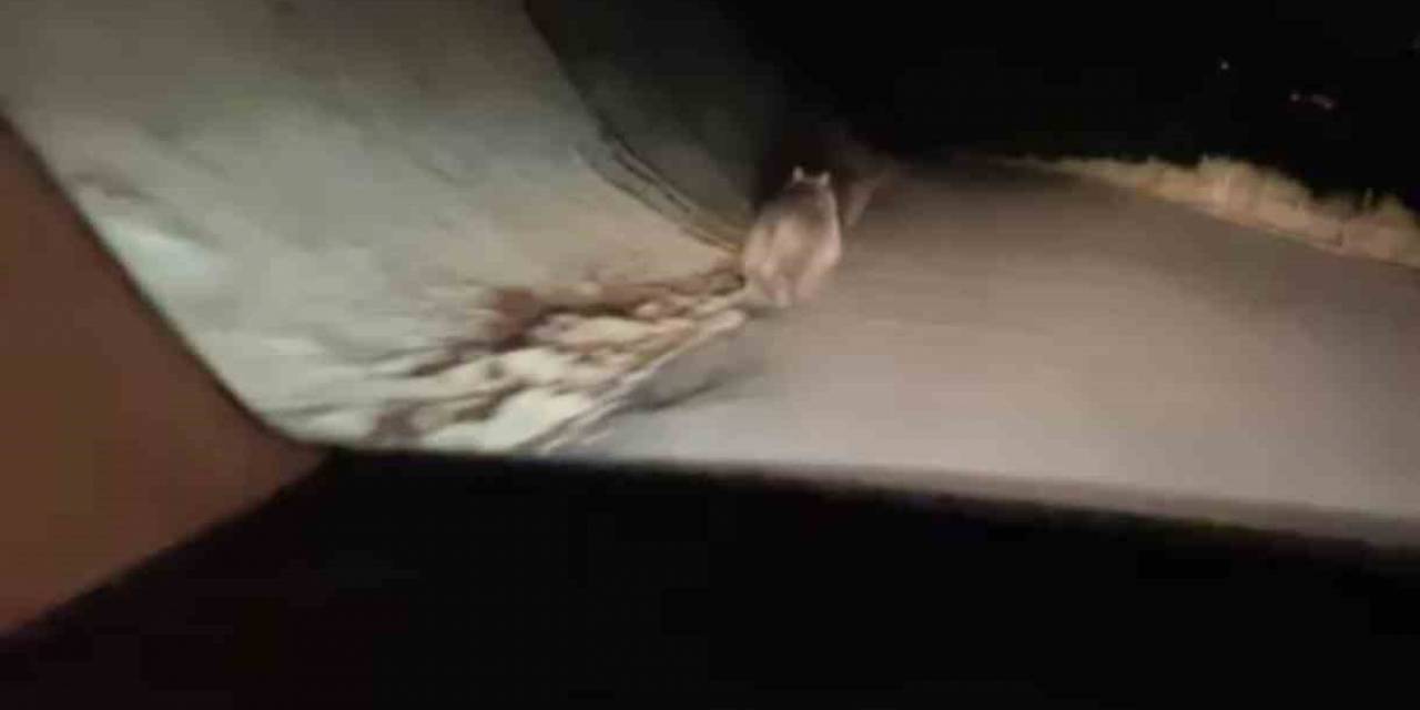 Yüksekova’da Boz Ayı Görüntülendi