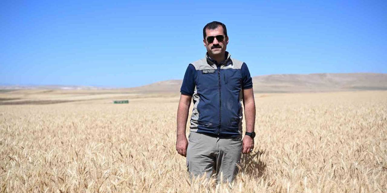 Kayseri’de Yazlık Buğday Üretimi Geleneği Sürüyor