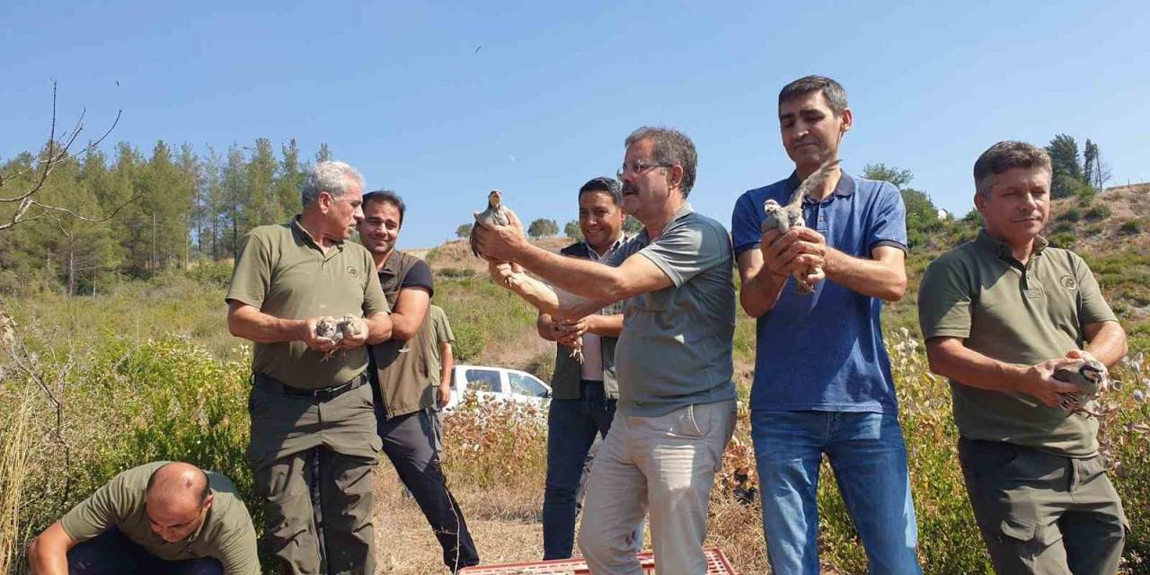 Osmaniye’de 500 Kınalı Keklik Doğayla Buluşturuldu