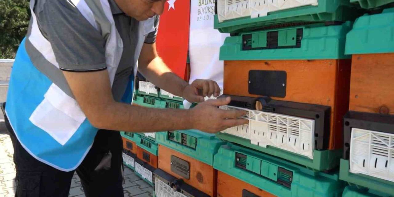 Ömrünü Tamamlayan Ağaçlar, Kovan Oluyor