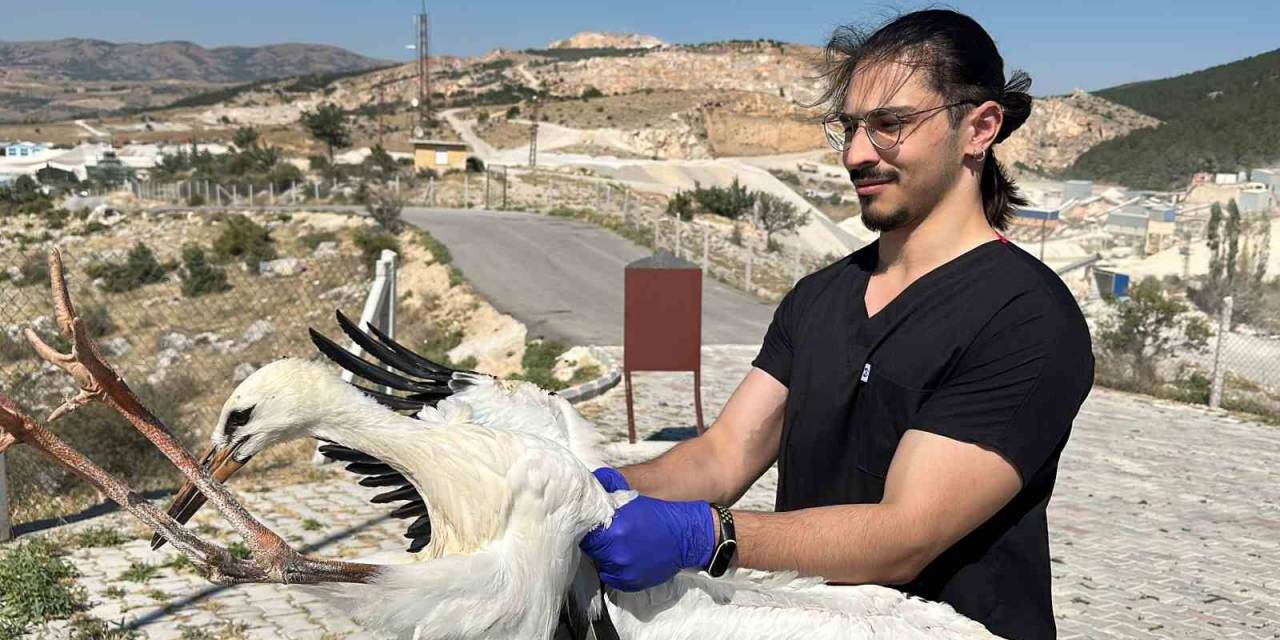 Belediye Yaralı Leyleklere Sahip Çıkıyor