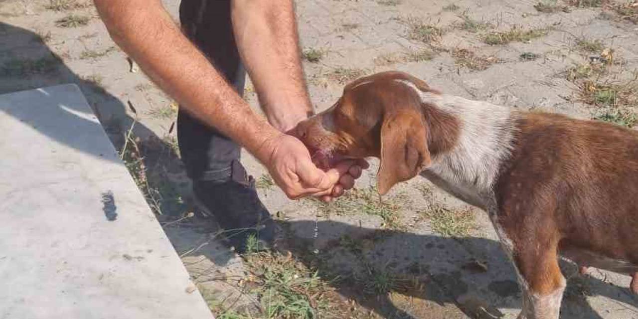 Hayvansever Vatandaş Sıcaktan Bunalan Köpeğe Elleriyle Su İçirdi