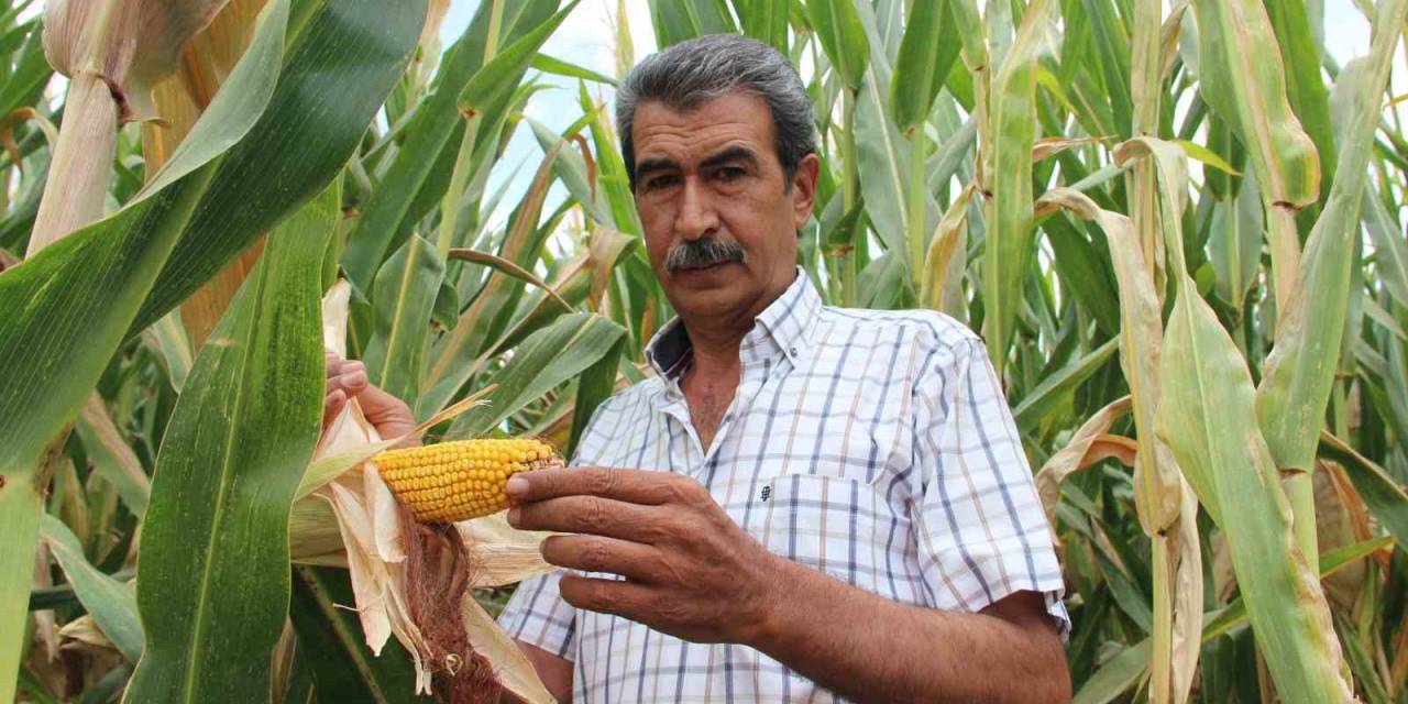 Mısır Üreticisi Fiyatların Yeniden Gözden Geçirilmesini İstedi