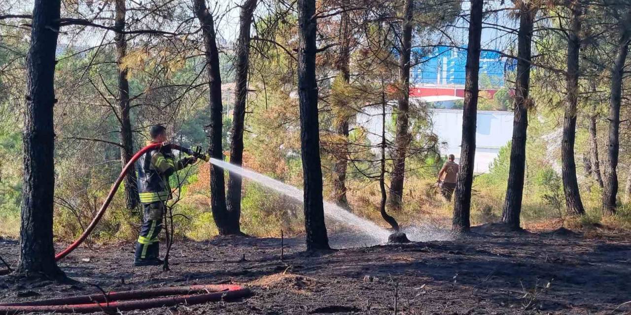Kocaeli’de Orman Yangını
