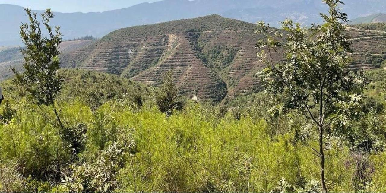 Yanan Alanlar 3.yılında Yeşermeye Devam Ediyor