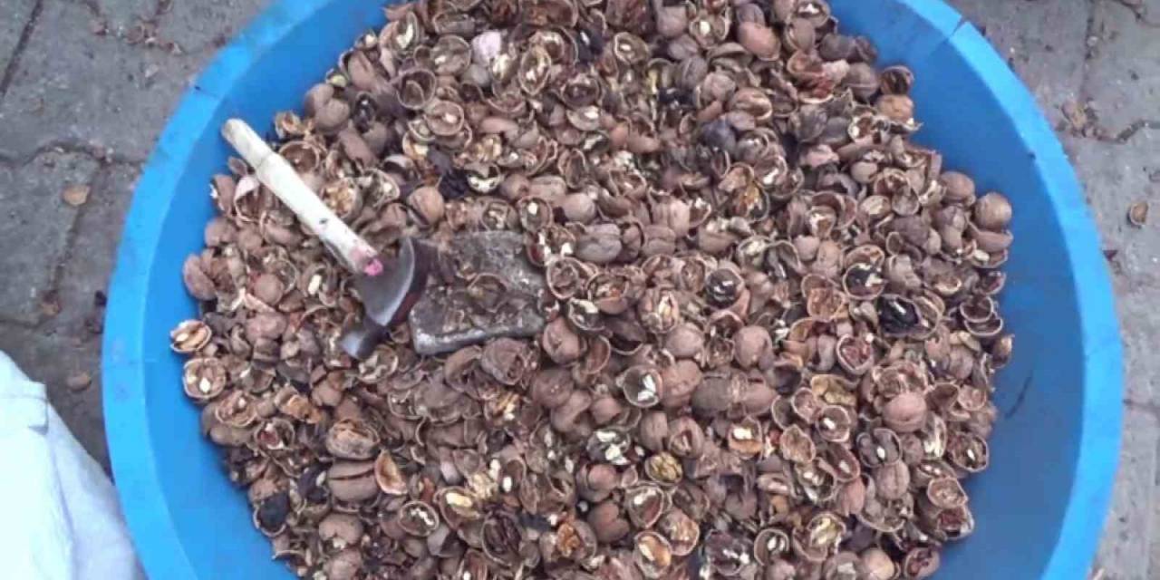 Siirt’in Ücra Mahallelerinde Yaşayan Kadınlar, Ceviz Kırarak Para Karşılığı Aile Bütçelerine Katkıda Bulunuyor