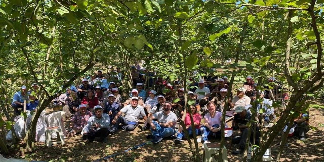 Düzce Organik Fındık Üretiyor