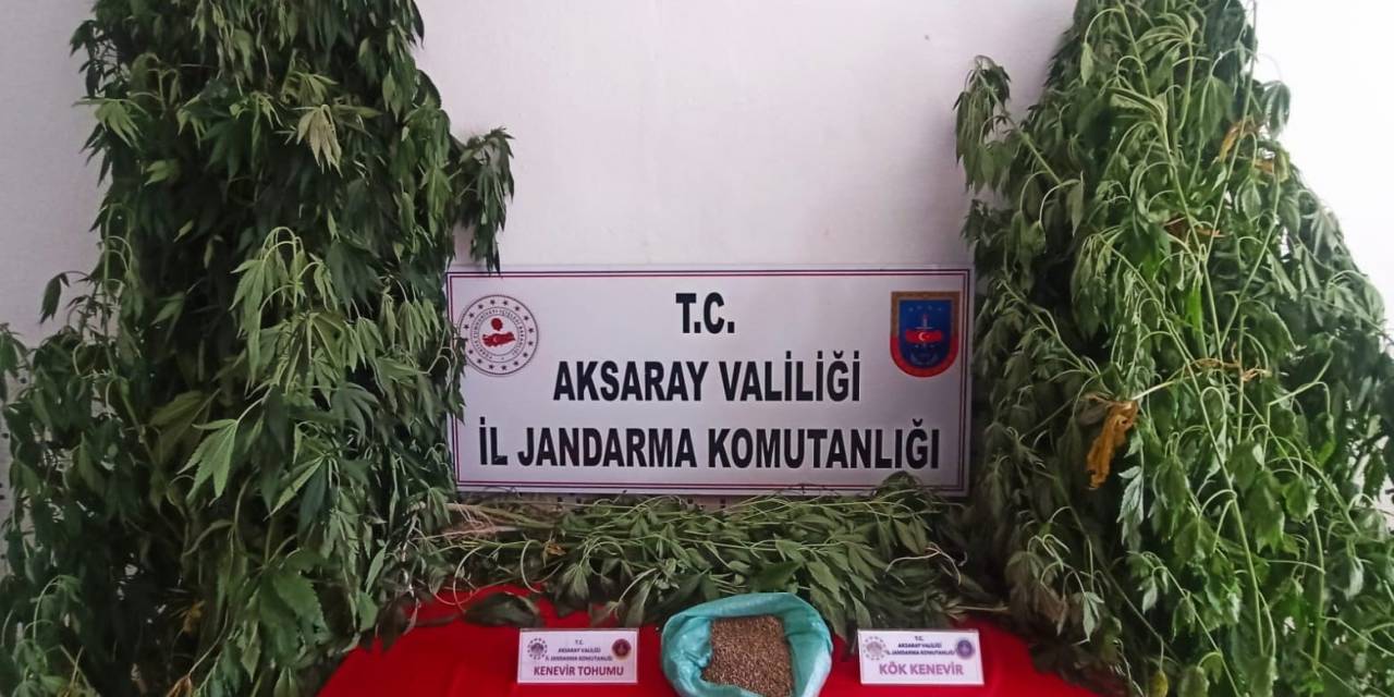Kenevir Ekip Esrar Üretimi Yapan Şüpheli Yakalandı