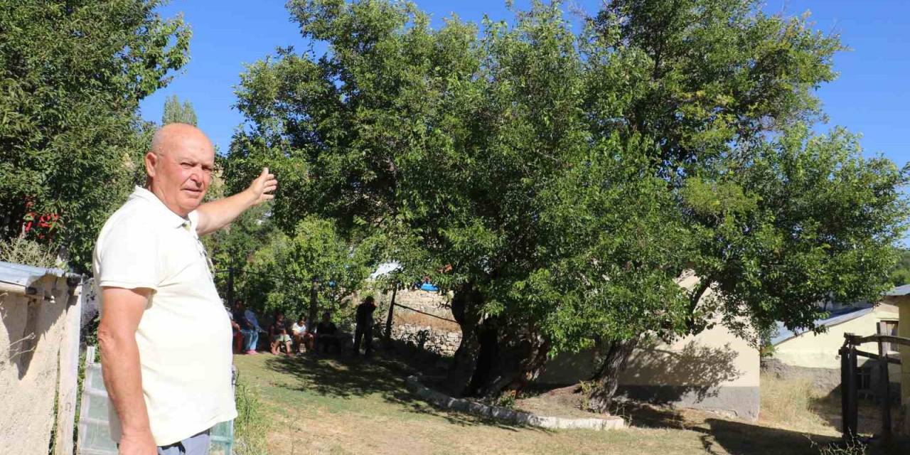 Yedi Asır Sonra Öldü Derken Yeniden Dirildi