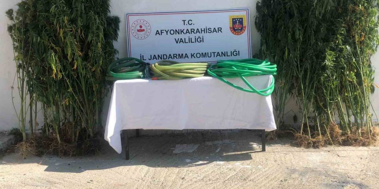 Ektikleri Keneviri Sularken Jandarmaya Yakalandılar